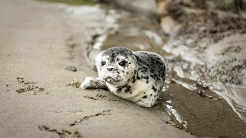 a baby harbor seal