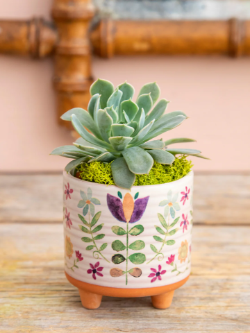 Succulent Plant