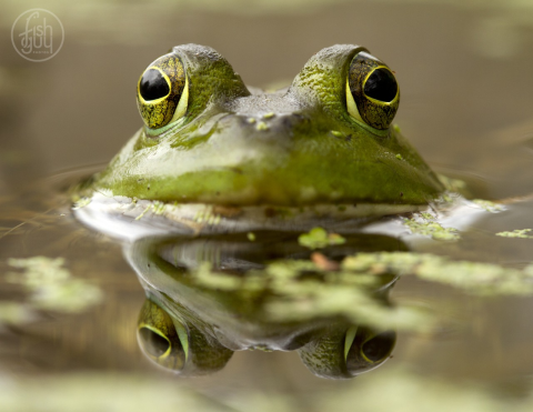 frog floating in water