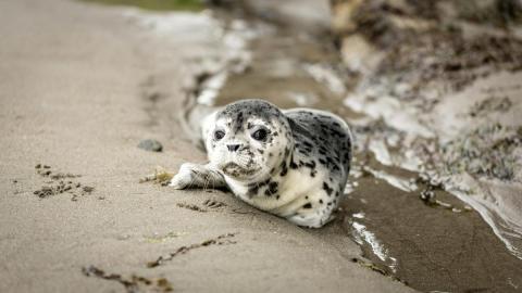 Baby Harbor Seal
