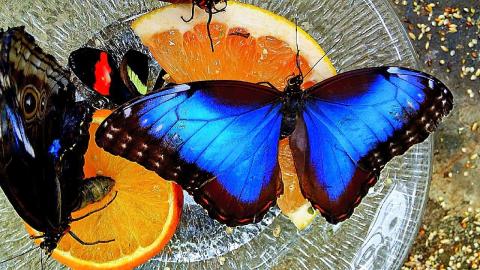 Photo of butterflies on an orange