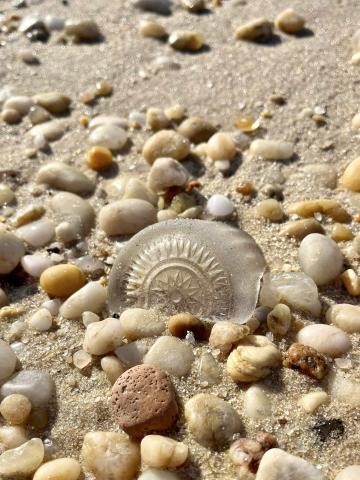 Sample picture of seashells from "Washed Ashore"