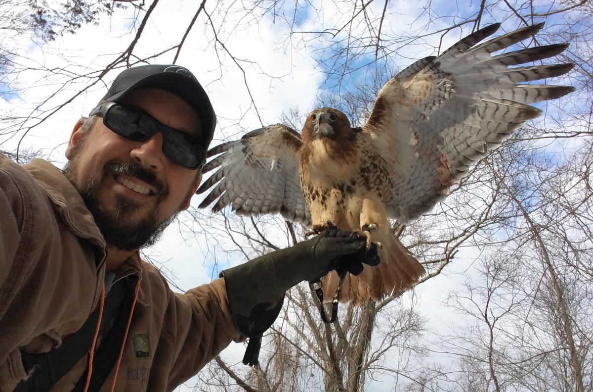 Red Tailed Hawk