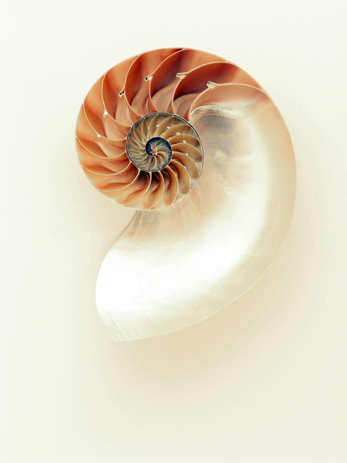 nautilus shell