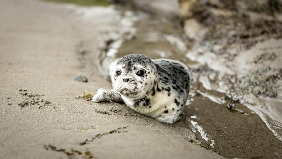 Baby Harbor Seal